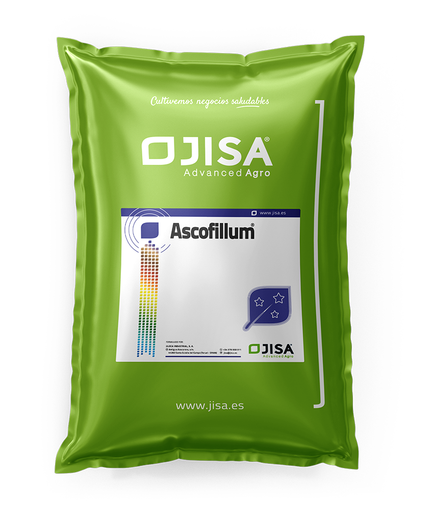Ascofillum